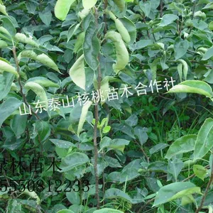 供应梨苗,梨树苗,黄金梨苗,圆黄梨苗