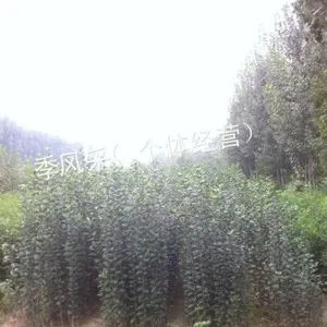 供应苹果苗，红富士苹果苗，寒富苹果苗，苹果苗价格果苗