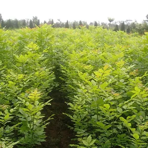 供应金叶白蜡