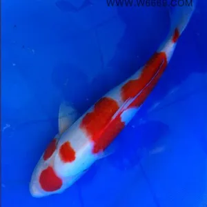 ���ݽ��������������ձ������Ѻ͵���50cm�ʺϽ��������