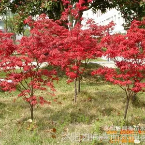 ��Ӧ��***�С����ڽ����ձ��������,�ձ���˿�� �������۸�