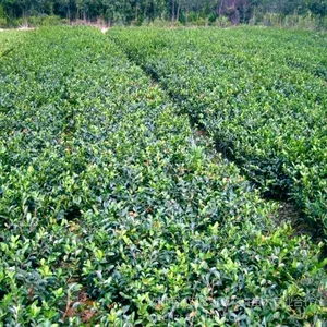 供应大量批发供应温江城乡绿化苗木优质彩叶灌木茶花