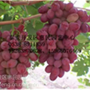 山东葡萄苗***格 巨峰 玫瑰香 鸡心 夏黑等