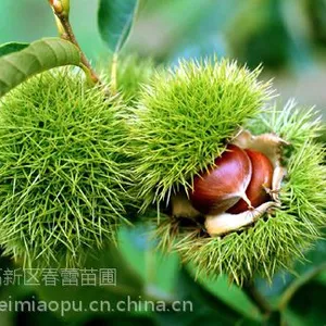ɽ�������磬0.6-1.5���ְ����磬������۸�