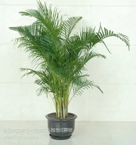 供应散尾葵植物租摆,武汉散尾葵植物租摆