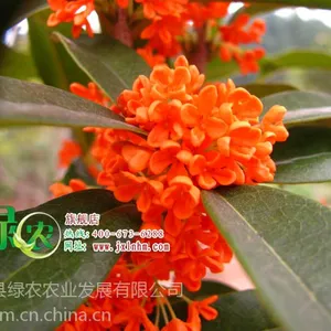��Ӧ״Ԫ��� ���ĵ����� ���� ��С�� ������ ��С������