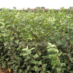 供应苹果苗；山东苹果苗；山东苹果苗价格；山东苹果苗品种