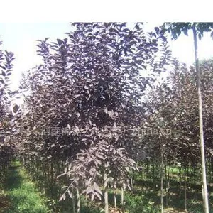 加拿大红樱生产商 紫叶稠李基地 紫叶稠李哪家便宜