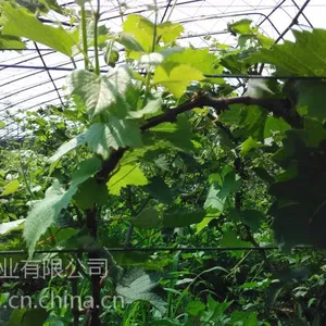 供应沈阳出售大量着色香、茉莉香、玉金香葡萄接穗