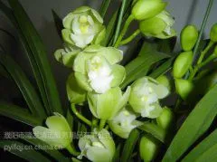 花卉常见养殖方法