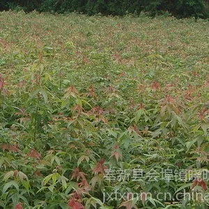 江西供应青枫小苗|青枫价格|青枫批发采购求购信息