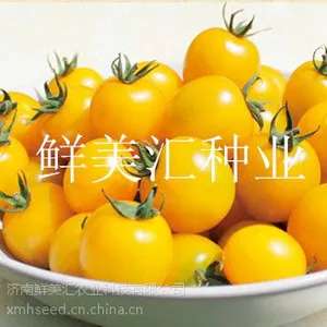 水果番茄种子——晴美