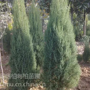 供应河南桧产地价格桧柏苗价格宁夏塔柏刺柏价格甘肃刺柏苗桧柏价格表延安刺柏苗价格柏树塔柏桧柏基地刺柏树行情