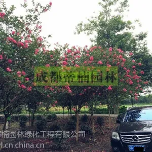 紫薇树产地 四川大红紫薇价格