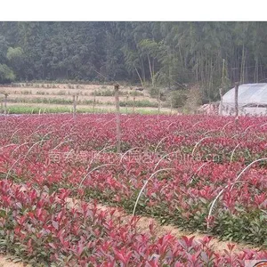 供应红叶石楠小苗价格