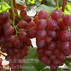 【1公分巨峰葡萄苗 1公分巨峰葡萄苗厂家 山东1公分巨峰葡萄苗产地】