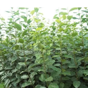 供应连翘苗40公分高连翘苗价格
