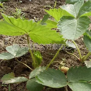 供应多少钱草莓苗 草莓苗购买价格