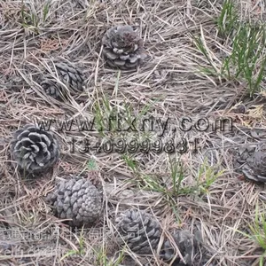 供应松针生物质颗粒燃料