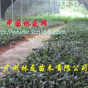 供应大量供应优质油茶苗