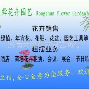 供应济南绿萝巴西木散尾葵批发销售