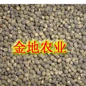 黄秋葵_黄秋葵种子_黄秋葵批发_黄秋葵种植技术
