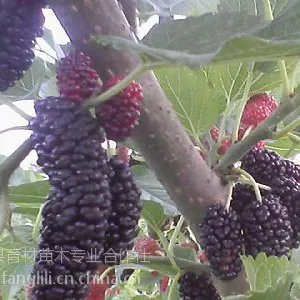 供应桑果苗