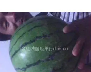 供应陕西西瓜价格直销,大荔西瓜高品质低价格