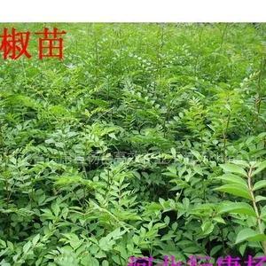 ��Ӧ���л������ĵĻ��������