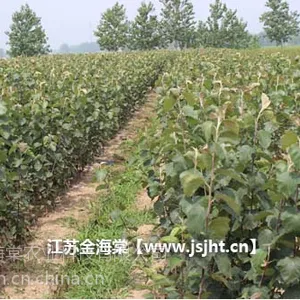 白兰地海棠批发