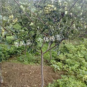 供应山楂苗苗木 山楂苗园艺场 山东山楂苗价格 山楂苗种植基地