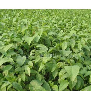 供应核桃苗,核桃苗,核桃苗,核桃苗,核桃苗价格