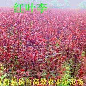 ��Ӧ��Ҷ����ë�����ɽ�����ĸ��޽ӵĺ�