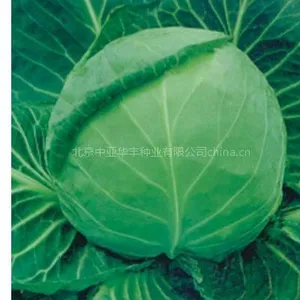 供应甘蓝种子|甘蓝种子特征|甘蓝种子价格
