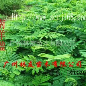 供应大量供应优质南洋楹树苗
