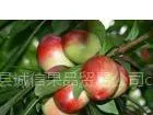 供应供应冠县大棚油桃，中油4号油桃，中油5号油桃