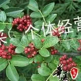 供应花椒苗哪里 花椒苗种植品种 山东花椒苗***格 花椒苗乔木果苗