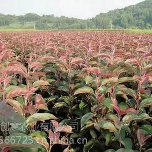 供应出售辽宁万村农业优质北美系列海棠苗
