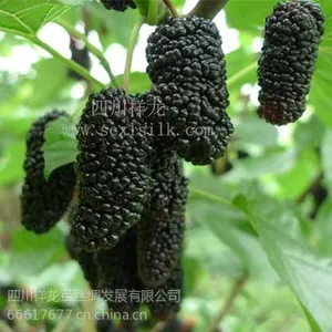 供应大量供应高产量 高纯度 果桑苗 改良无核大十