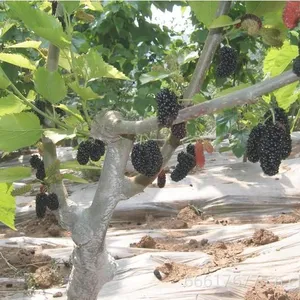 供应大量供应高产量 高纯度 果桑苗 无核大十