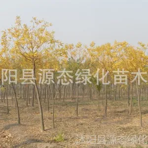 ��Ӧ������ֱ������Ҷ���� �ƽ� ��֦���� ��Ҷ���� �����ȫ