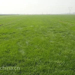 西安早熟禾草坪种植基地