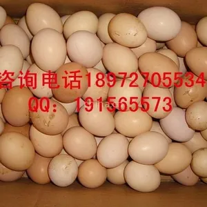 供应麻城市富康家禽养殖专业合作社供应绿壳鸡蛋,草鸡蛋,柴鸡蛋全国均可发货