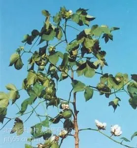 供应供应棉花种子报价棉花种子价格棉花种子基地优良棉花种子