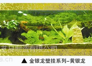 供应三友水族精品1.8米黄银龙壁挂生态水族箱