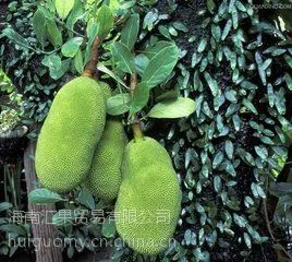 马来一号菠萝蜜,海南岛直供,小吃街卖火了的海南特产