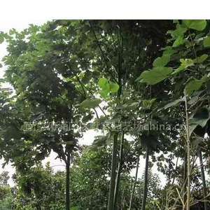 青桐,青桐价格,青桐树价格,青桐树,青桐树苗