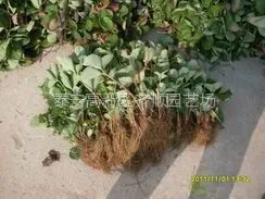 供应山东草莓苗哪里有？草莓苗什么地方好？