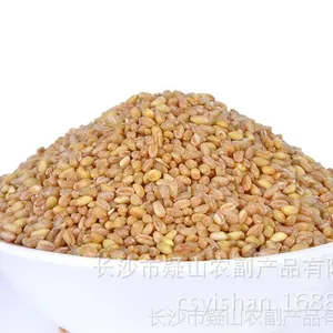 厂家直销 五谷杂粮 14年优质小麦米 小麦麦仁批发 食用小麦降三高