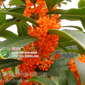 ��Ӧ״Ԫ��� ���ĵ����� ���� ��С�� ������ ��С������